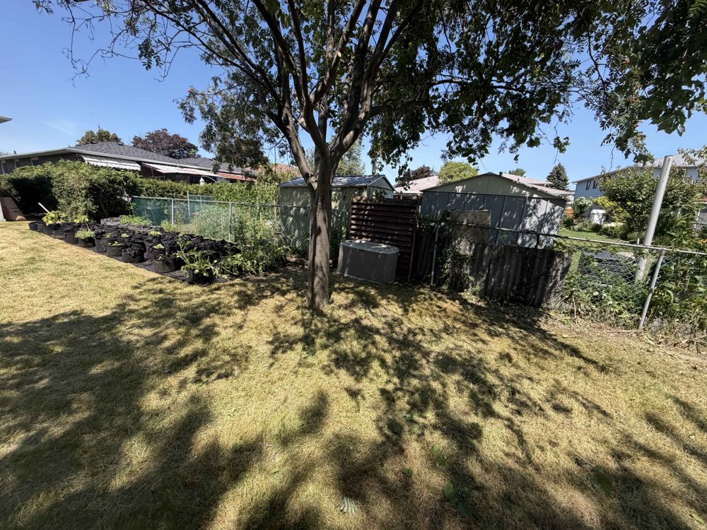 Yard after — cleared and mowed