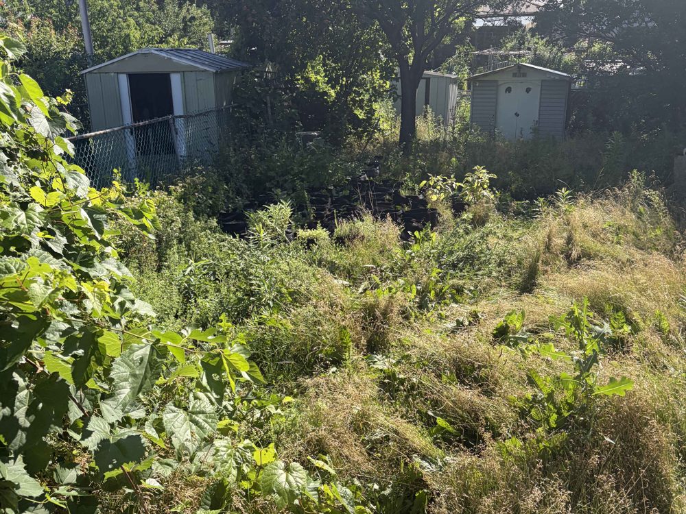 Yard before — overgrown brush