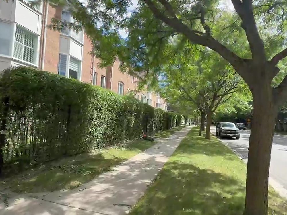 Townhouse complex hedge after trimming — flat, even and clear of the sidewalk