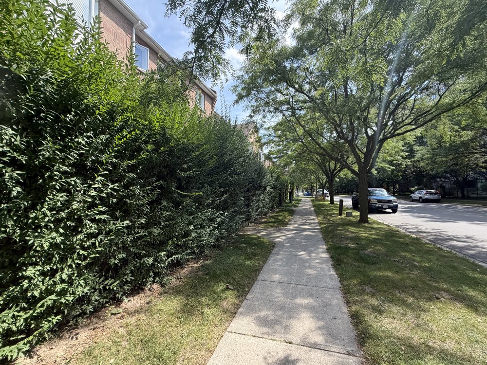 Townhouse complex hedge before — overgrown and spilling over the sidewalk