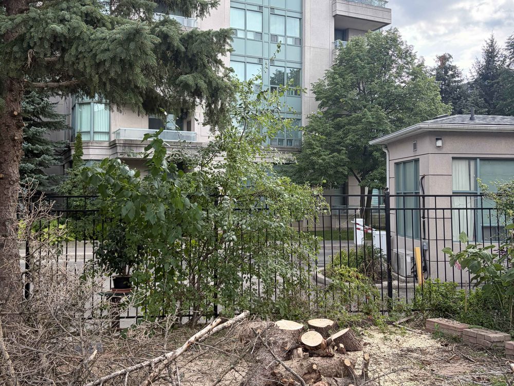 Condo courtyard after tree removal — dead spruce taken down to the stump, fence line open again