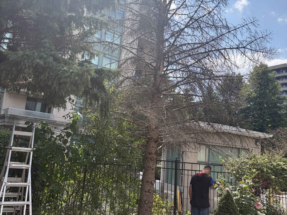 Condo courtyard before — dead spruce leaning over the fence