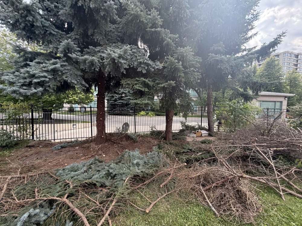 Blue spruce after limbing up — trunks cleared, lawn and picnic area visible