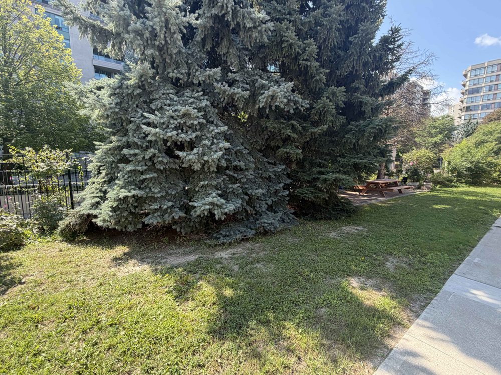 Blue spruce before — branches sweeping the ground and swallowing the lawn