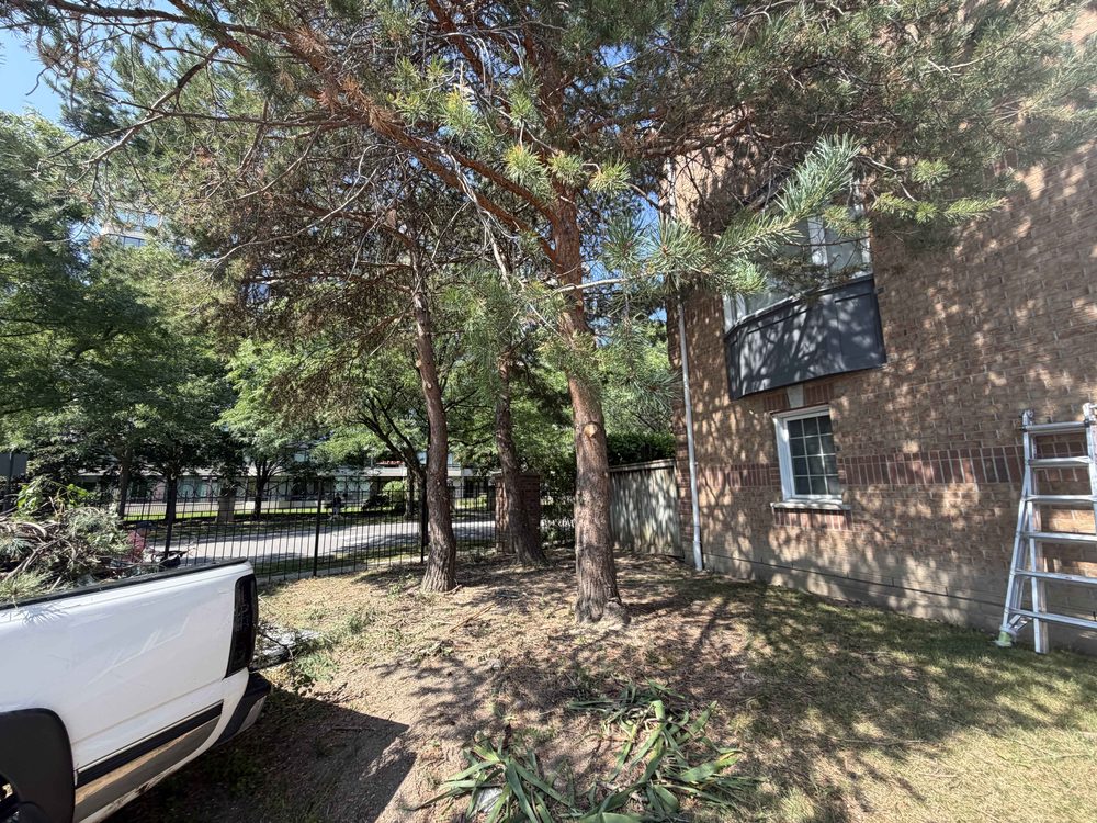 Pines beside the building after limbing up — clean trunks, light reaching the ground
