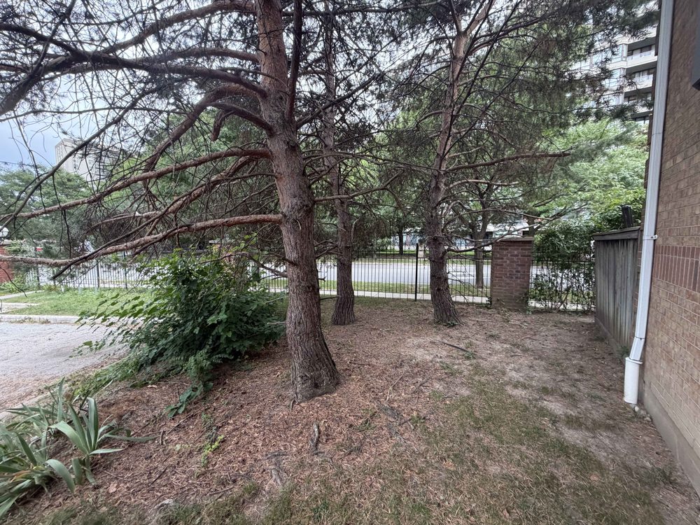 Pines beside the building before — low branches and brush crowding the wall