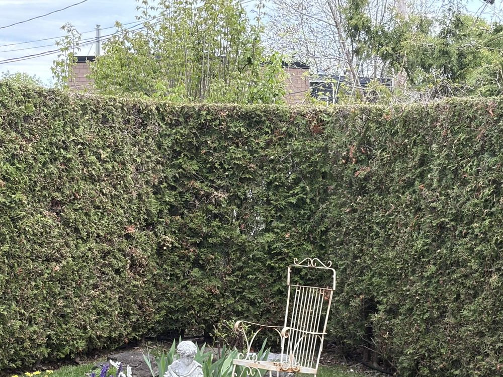 Hedge Trimming